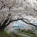 今年の桜を見に行った記録　2022年