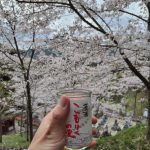 大和高田の大中公園と桜井の長谷寺へ桜を見に行きました