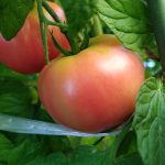 2024年初夏～夏の家庭菜園②　～今年のトマトはなんかすごいぞ～